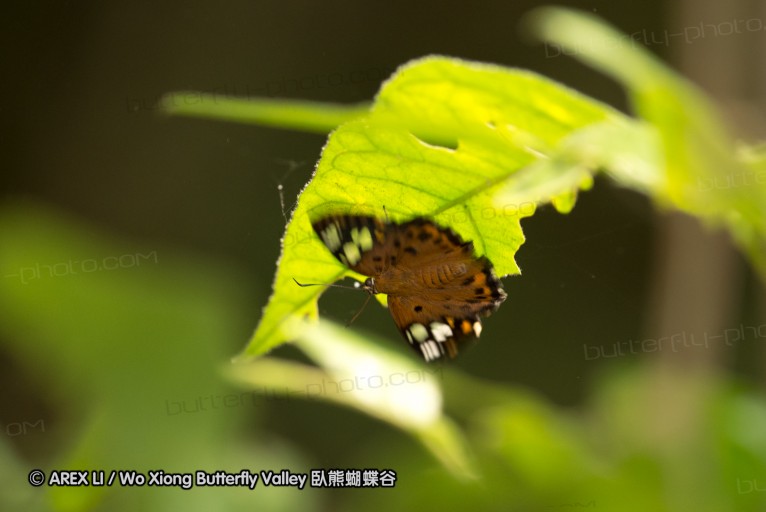 130216_hindad_50.jpg