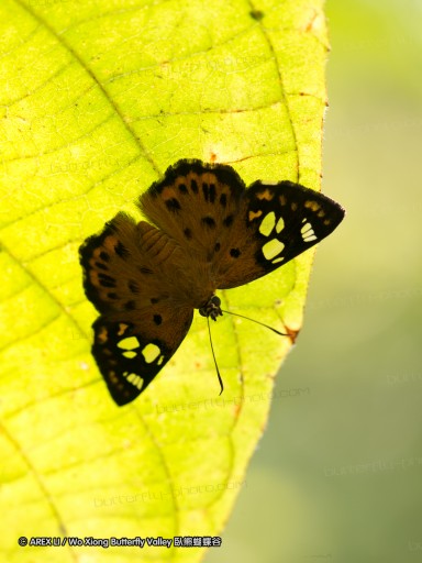 130216_hindad_74.jpg