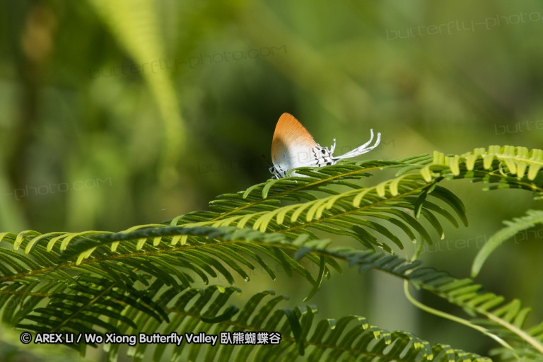 161216_peacevillage_81.jpg