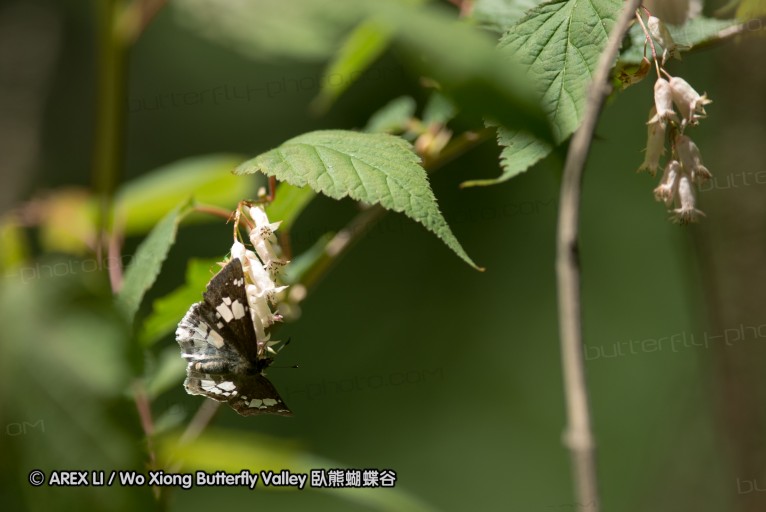 130521_heihe_071.jpg