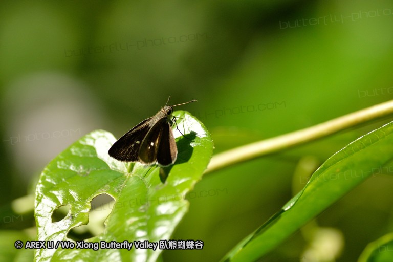 131222_chiangdao_074.jpg