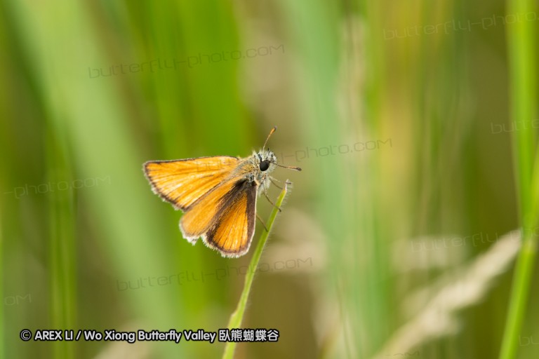 180609_bg_aldomirovtsi_marsh_007.jpg