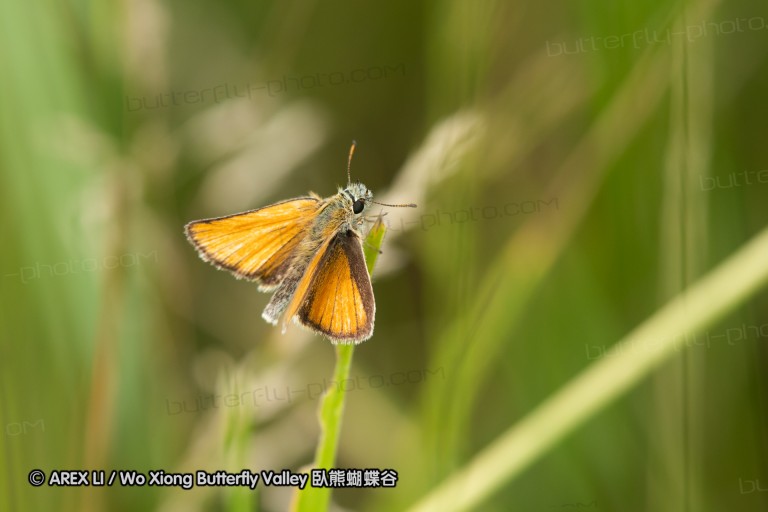 180609_bg_aldomirovtsi_marsh_008.jpg